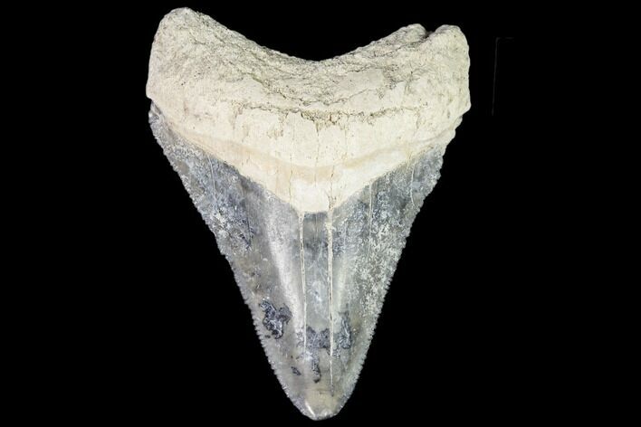 Serrated, Fossil Megalodon Tooth - Bone Valley, Florida #110464